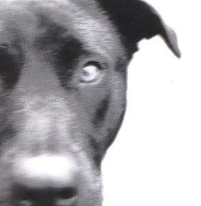 Buy Timbuktu book at low price online in india